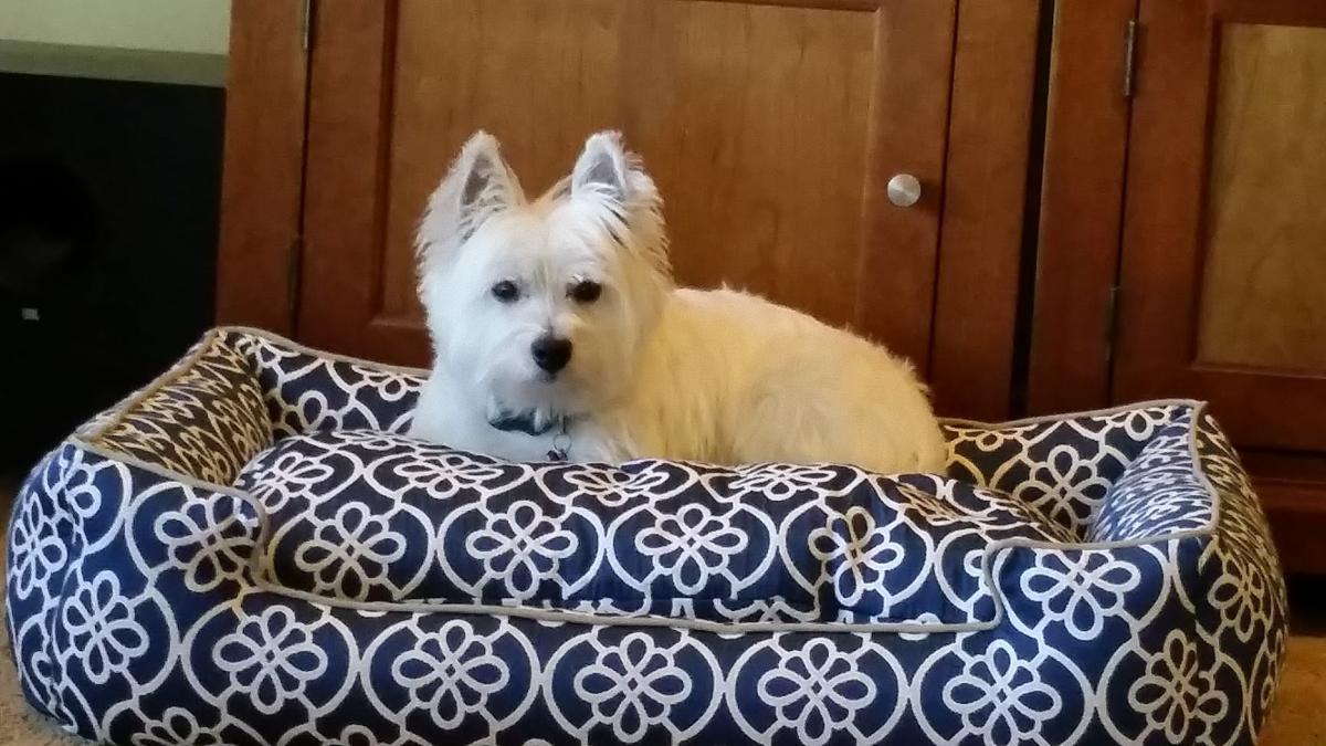 Sugar the Westie